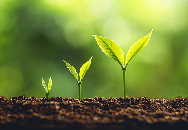 growing plants